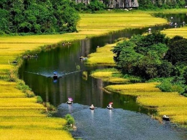 Ninh Binh a Maggio: la Stagione Dorata più Bella del Vietnam