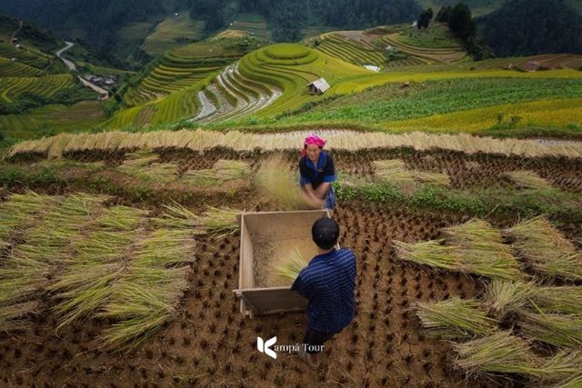 I 9 migliori luoghi dove vedere le risaie a terrazzamento in Vietnam