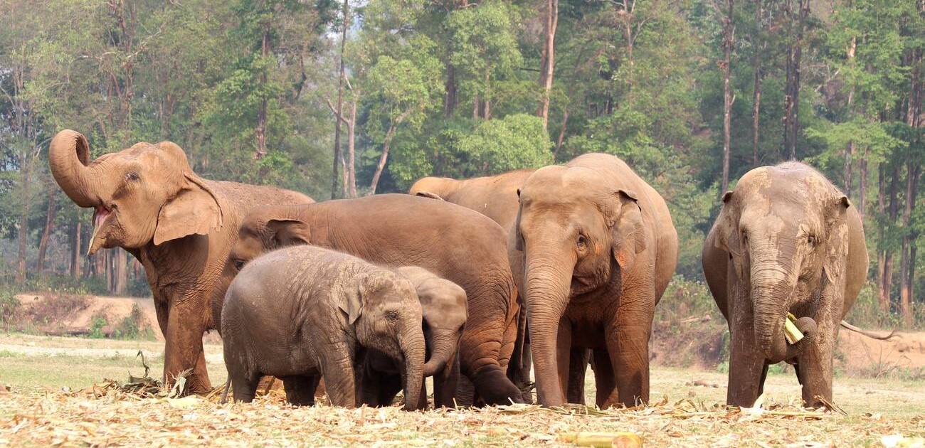 Santuari Etici per Elefanti in Thailandia: Guida Completa