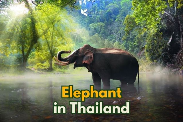 Santuari Etici per Elefanti in Thailandia: Guida Completa