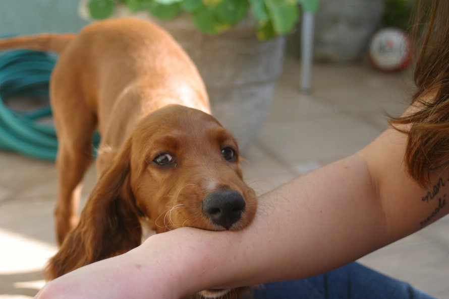 Evita il contatto con gli animali randagi e fatti visitare se vieni morso