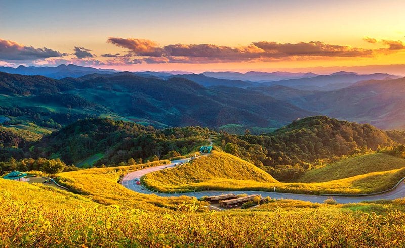 Girasoli selvatici sul Doi Mae U-kho a novembre