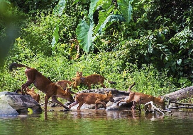 Fauna selvatica nel Parco Nazionale di Khao Yai