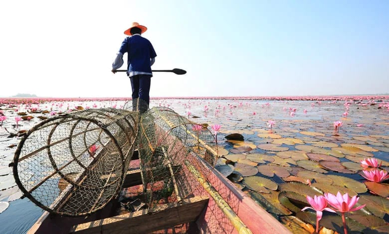 Lasciati incantare tra gli stagni di loto della Thailandia, dove i fiori rosa sbocciano accanto ai pescatori locali. Un momento di pace indimenticabile nella terra dei sorrisi