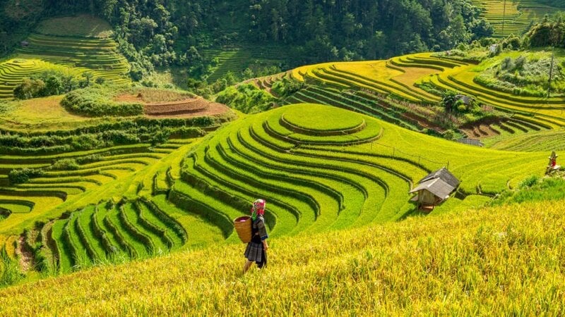 Mu Cang Chai