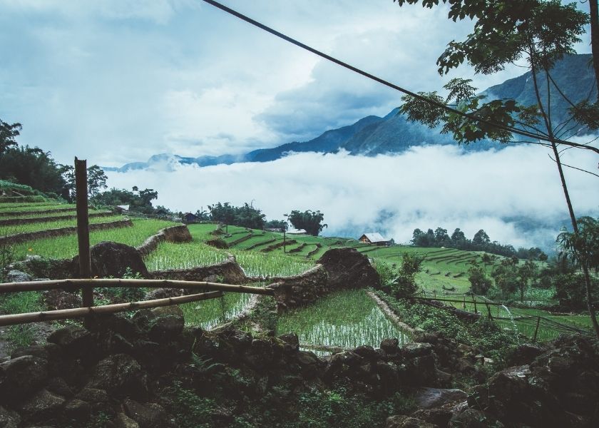 Sapa all'inizio della stagione del riso verde