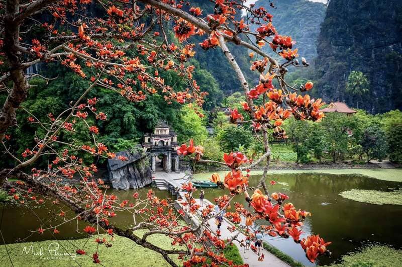 In February and March, the kapok trees in bloom set the entrance to the Bích Động Pagoda ablaze bright red.