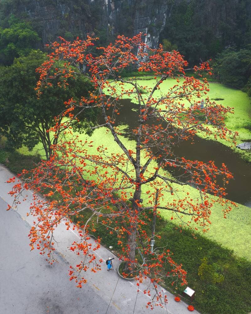 With its bright red flowers, the kapok tree is one of the typical images of spring in northern Vietnam.