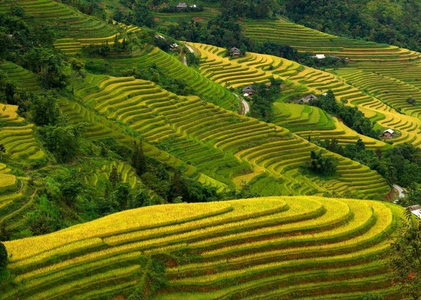 Risaie terrazzate dorate a Hoang Su Phi