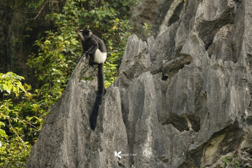 Il modo più semplice per avvistare il Langur dalle cosce bianche è prendere la rotta delle 2 barche a Trang An.