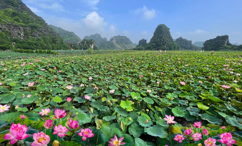 Ninh Binh durante la stagione dei loti