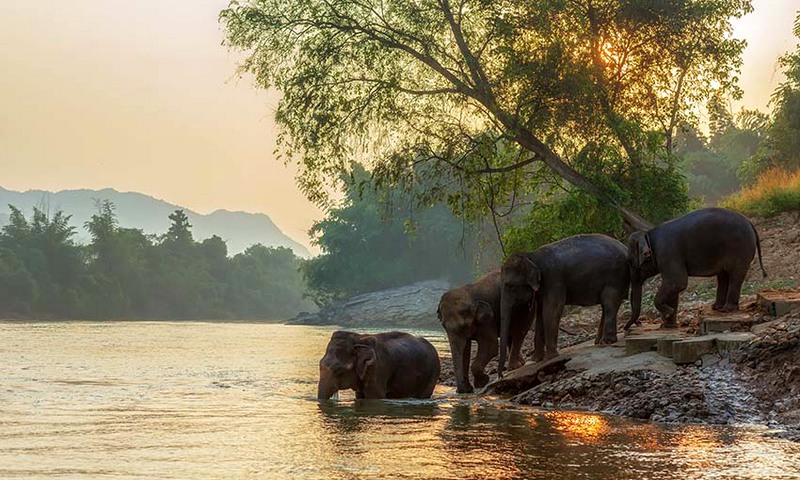Un gruppo di elefanti si gode il bagno nel fiume