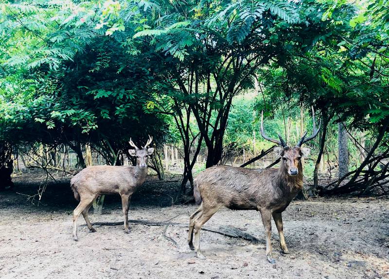 La biodiversità protetta dalla Wildlife Friends Foundation