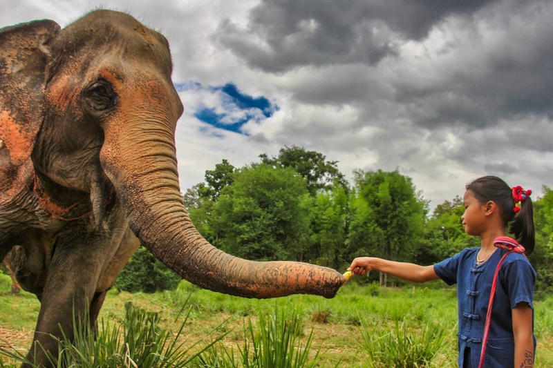 Una giovane donna thailandese offre banane a un elefante all'Elephant Jungle Sanctuary
