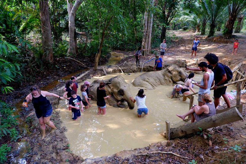 Bagno di fango con gli elefanti a Elephant Hills