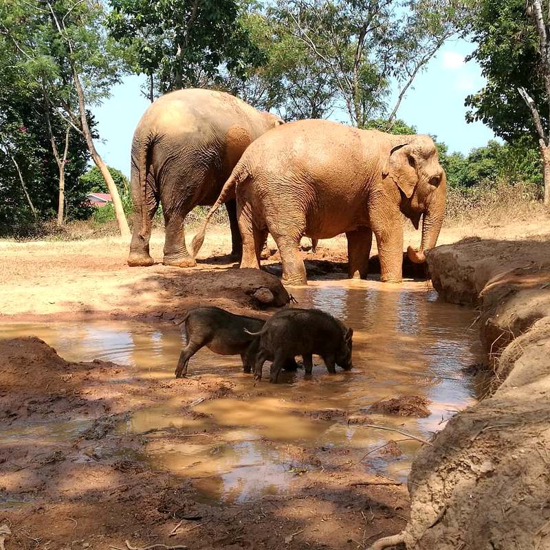 Elefanti che giocano con altri animali nel santuario