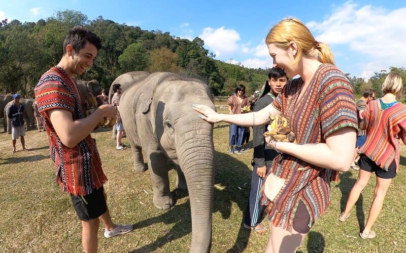 Santuario per elefanti, Chiang Mai
