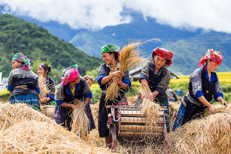 Donne Hmong lavorano nei campi di riso di Mu Cang Chai.