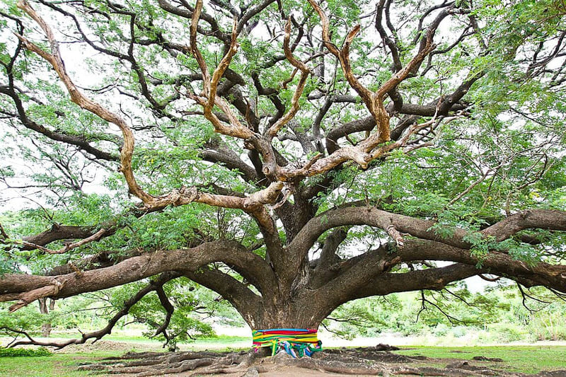Il Grande Albero della Pioggia di Kanchanaburi