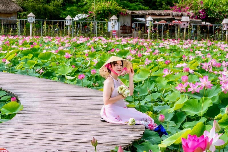 Fioritura dei fiori di loto a Ninh Binh