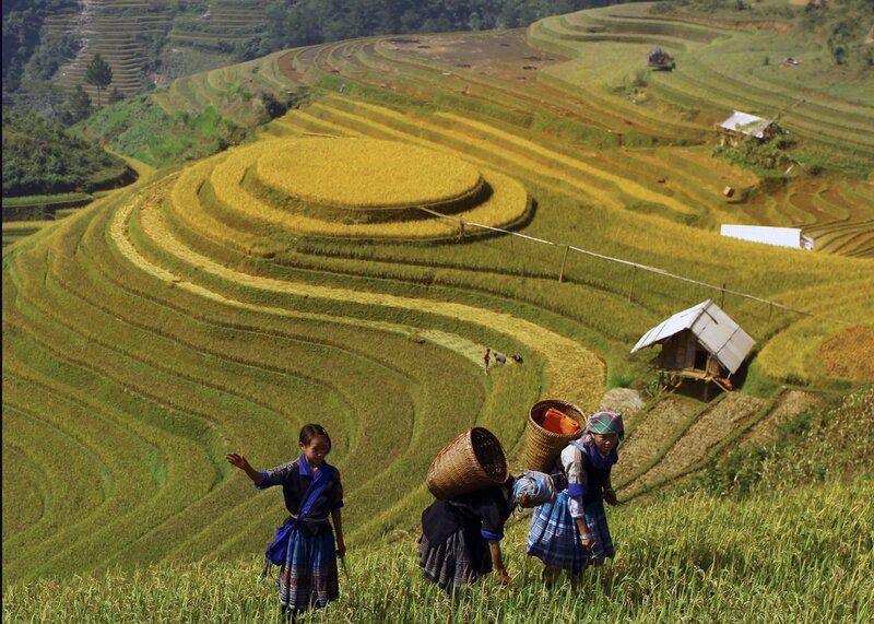 Hmong people harvesting rice on Mam Xoi hill, in Mu Cang Chai, Vietnam