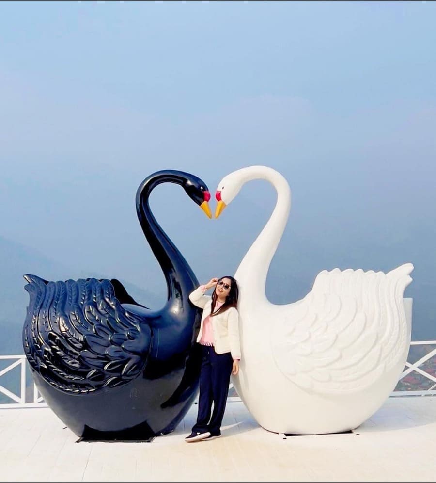 Coppia di cigni sapa