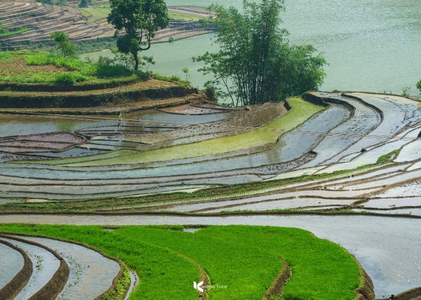 I mesi di maggio e giugno: stagione degli specchi d'acqua e del trapianto di riso.