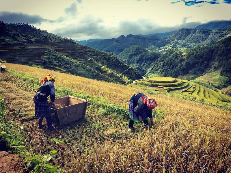 Stagione del raccolto del riso a Cat Cat