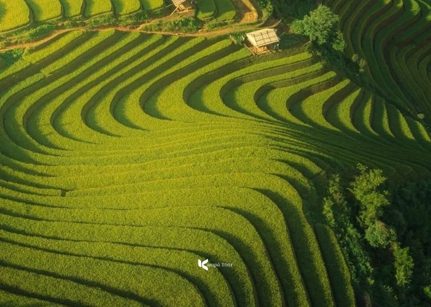 Rice terraces in Mu Cang Chai