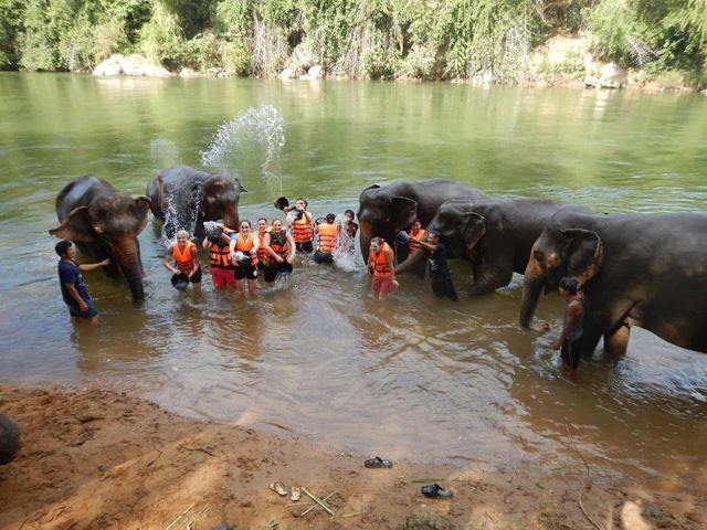 Chiang Mai - Una giornata con i giganti gentili
