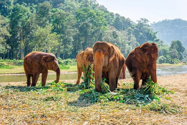 Chiang Mai - Parco naturale degli elefanti