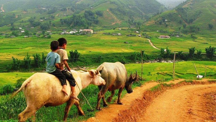 Il Meglio del Vietnam del Nord: da Sapa alla Baia di Halong - 7 Giorni