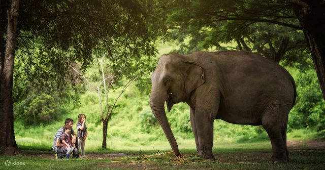 Chiang Mai - Parco naturale degli elefanti