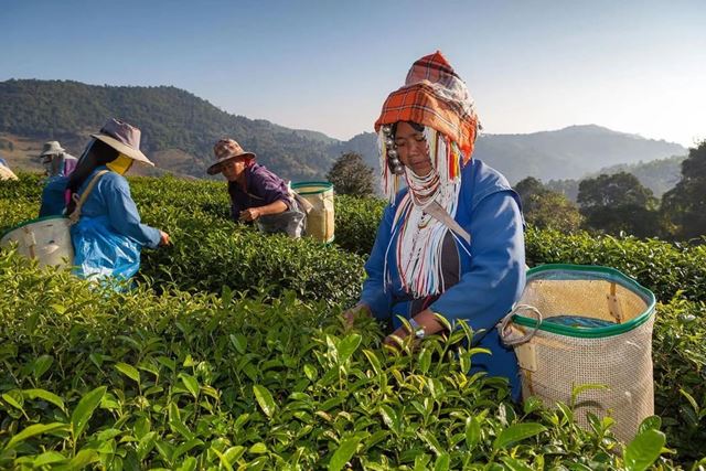Chiang Rai – Doi Mae Salong - Mae Sai – Chiang Saen - Golden Triangle - Chiang Rai