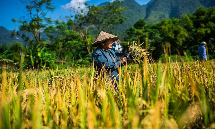 Vietnam Autentico dal Nord al Sud in 15 giorni 